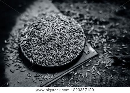 Close Up Of Traditional Mouth Freshener's Essential Herb Variyali,fennel Or Foeniculum Vulgare In A 