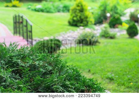 Decorative  Bush Tuya In Park.  Landscape Design Concept.