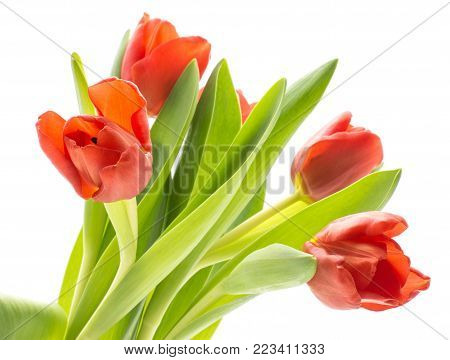 Bouquet of five red tulips fresh cut isolated on white background spring flowers
