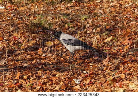 The crow is standing on dry leaves. Crow on dry leaves.