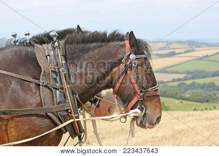 Shire horses in harness ploughing a field