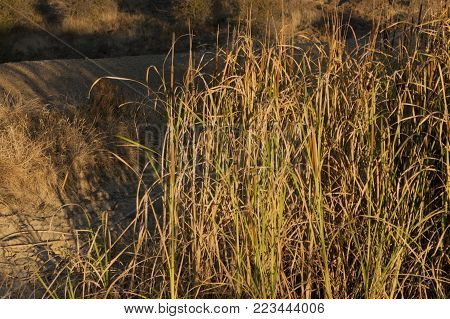 Close-up of almost dry reeds, lighten by the sunset