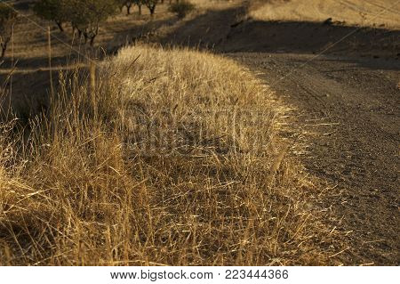 Dry grass next to the dirt road