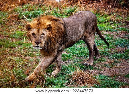 Ligr. A hybrid of a lion and a tiger. A large male ligra.