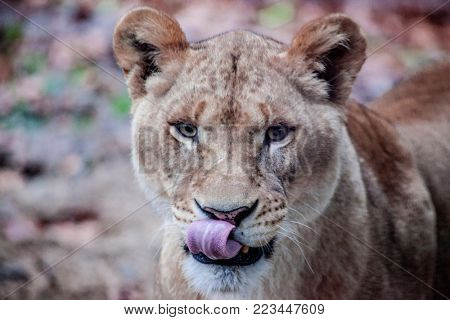 The female ligra. Face closeup of a hybrid of tiger and lion.