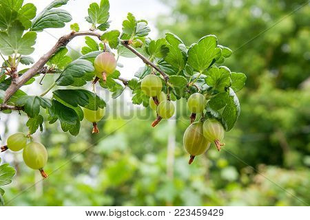 Branch Of Gooseberry With Green Berries And Leaves In The Garden..