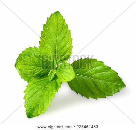 closeup of fresh spearmint leaves isolated on the white background