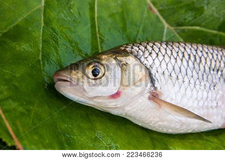 Freshwater Common Bream And White Bream Or Silver Bream Fish On Natural Background..