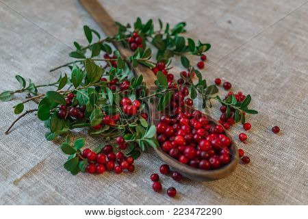 Berries of red lingonberry in a wooden spoon, along with twigs, on a table.