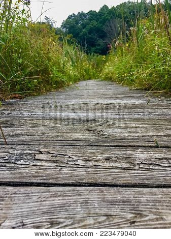 Wooden boardwalk through a wooded wetlands area