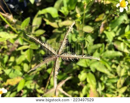Star Shaped Weeds