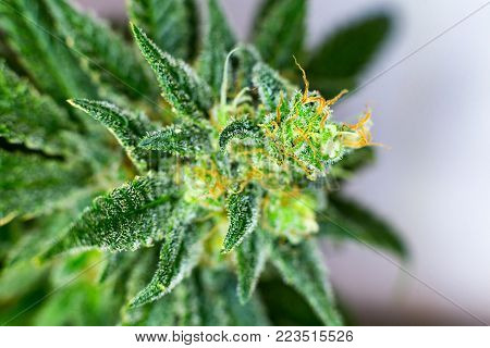 Macro Photograph Of An Untrimmed Medical Marijuana Flower Showing Trichomes And Orange Hairs And Lea