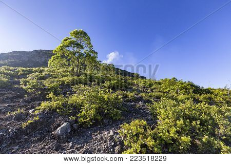 A Tree On Mount Egon With Sulphur Rising From The Crater In The Distance.