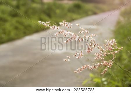 Close up gold beard grass with concrete road.