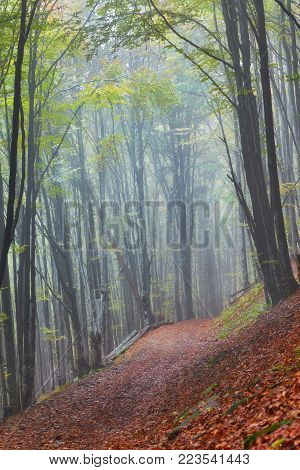 Forest trail in the mountains on a misty autumn day.