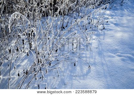 A branch of dry grass is covered with snow.