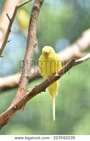 Lovely Little Yellow Budgie Living in the Wild