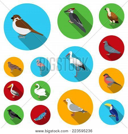 Types of birds flat icons in set collection for design. Home and wild bird vector symbol stock  illustration.