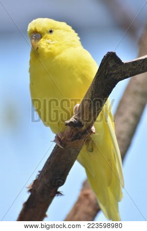 Adorable Little Yellow Budgie on a Branch