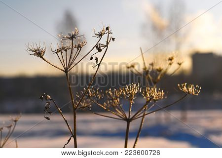 Sunset in the city in the winter in a strong frost