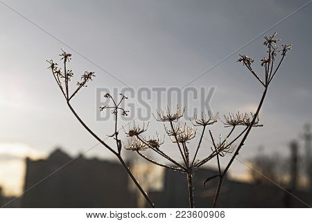 Sunset in the city in the winter in a strong frost