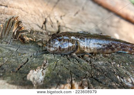 Freshwater Bullhead Fish Or Round Goby Fish Just Taken From The Water On Wooden Background.