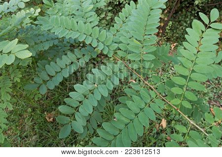Young thin branch of black locust tree