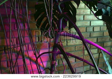 Phyto lamp ( agrolamp ) illuminates tropical pot plants indoor during winter time. Special lighting continuation daylight