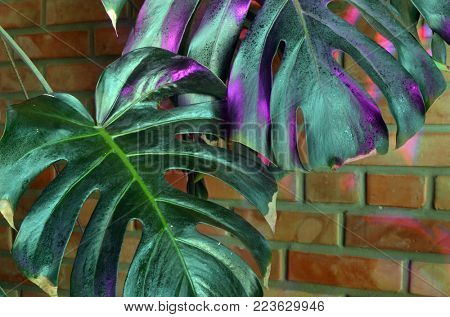 Phyto lamp ( agrolamp ) illuminates tropical pot plants indoor during winter time. Special lighting continuation daylight