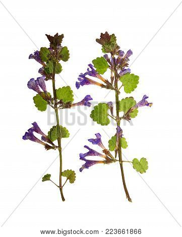 Pressed and dried flowers glechoma hederacea on stem with green leaves.  Isolated on white background. For use in scrapbooking, pressed floristry or herbarium