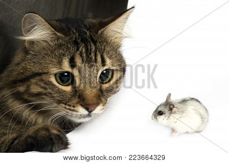 a furry cat with big eyes looks closely at a small hamster