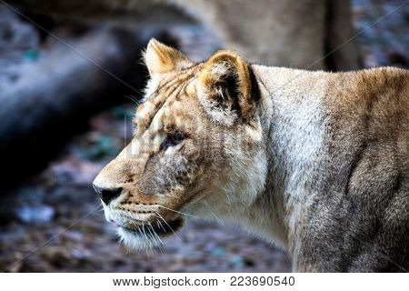 The female ligra. Face closeup of a hybrid of tiger and lion.