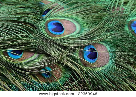 Peacock feather
