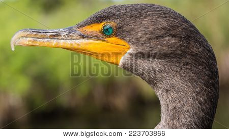 Side face portrait of a double-crested cormorant also known as Phalacrocorax auritus