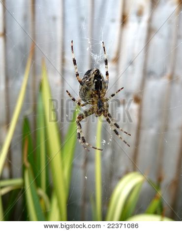 Örümcek web