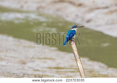 White Collared Kingfisher bird (Tree kingfisher, Mangrove kingfisher) in blue with while underparts perching on bamboo stick with blurred green background in Thailand, Asia 