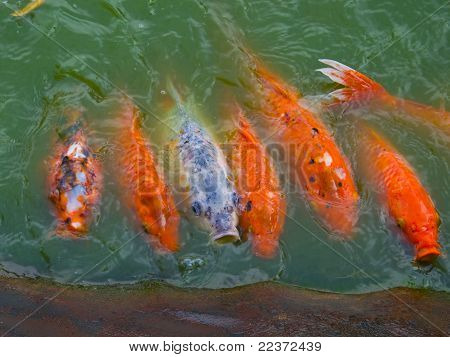 Den opfattelse af Koi (fisk) fodring Frenzy i dammen