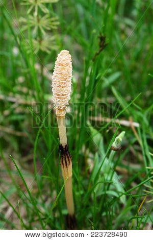 Sporiferous shoot of field horsetail in early spring.