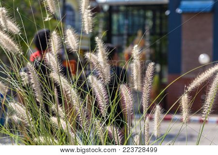 Feather Grass or Needle Grass, selective focus