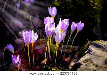 some beautiful purple small flowers under sunbeams.