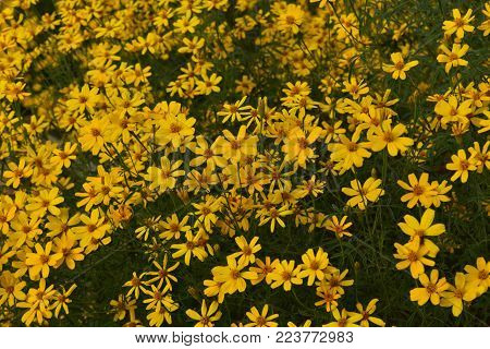 Bright yellow calliopsis flowers in a garden