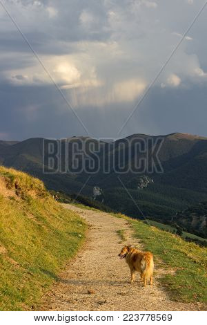 Dog in Aloña mountain in Oñati in the Basque Country