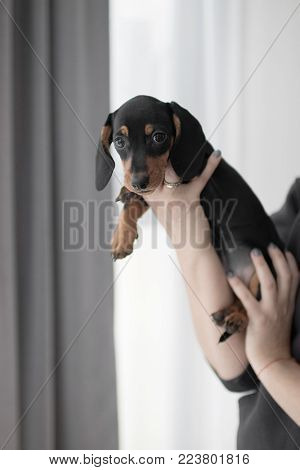 the puppy Dachshund in the hands of a man against the window looking at the camera
