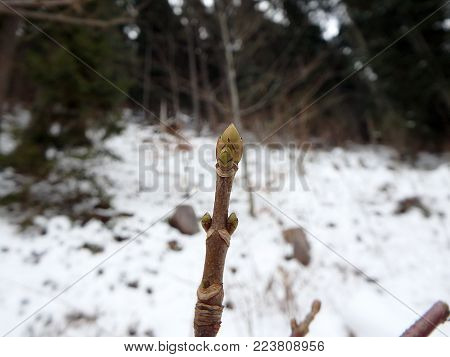 Close-up maple twig in winter, (Acer pseudoplatanus)