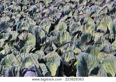 photo of plantation of ripe kale in sunny weather, Israel