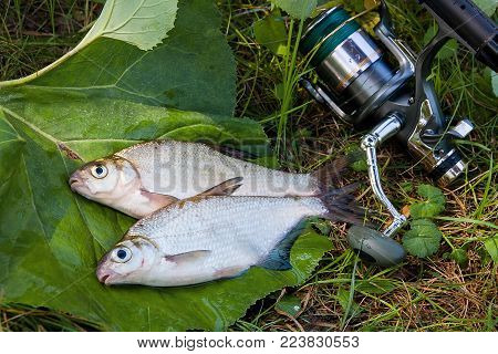 Single Freshwater Fish Common Bream On Natural Background..