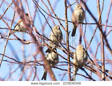 Sparrow on a tree against the blue sky .