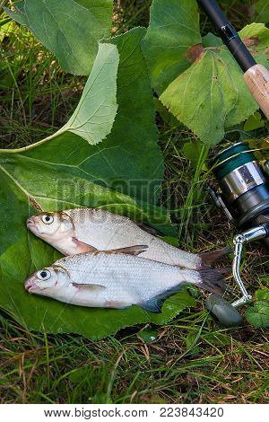 Close Up View Of The Single White Bream Or Silver Fish On The Natural Background. .