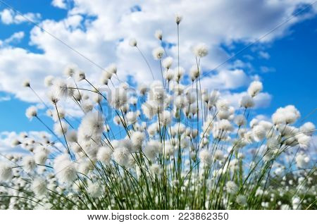 Bright spring landscape with arctic cotton on the sky background