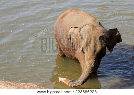 Sri Lanka, Pinawella Cattery. Elephants are bathing and washing in the river, among brown stones